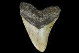Fossil Megalodon Tooth - North Carolina #108992-1